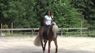 haflinger dressage [upl. by Salahi571]