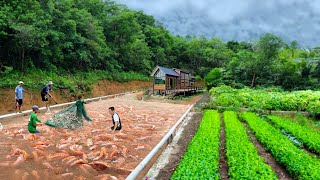 TILAPIA HARVEST Harvesting amp Combining Tilapia Farming with Organic Vegetables is a Brilliant Idea [upl. by Avlem]