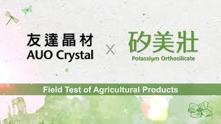 【AUO Crystal】👨🏻‍🌾 A New Liquid Silicon Fertilizer quotPotassium Orthosilicatequot Grape🍇 in Taiwan [upl. by Ginzburg]