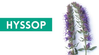 Hyssop  Anise Hyssop Uses and Benefits [upl. by Ashti604]