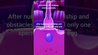 process of human beings from fertilization lifescience miracleoflife babyborn Fertilization [upl. by Costanzia]