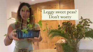 Pinching out my leggy sweet peas and propagating the tops [upl. by Kal]