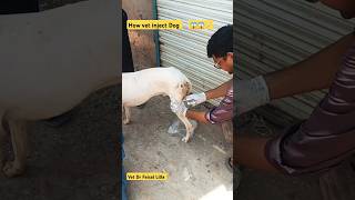 How vet treat pets drfaisallilla animals pet shorts short trending viralvideo song music [upl. by Llirrem]