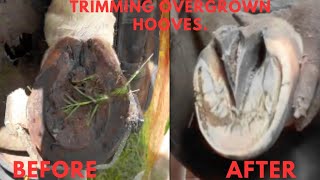 Farrier Hoof Restoration  Satisfying [upl. by Ohara]