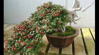 Cotoneaster Bonsai [upl. by Vtarj]