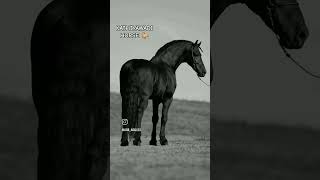 KATHIYAWADI HORSE 🐎 STATUS ♥️ lovely song amazing 🤩 kathiyawadihorse shortvideo horse love [upl. by Noelle]