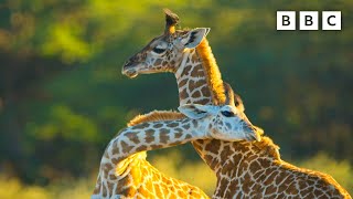 Baby giraffe makes new friends  Serengeti  BBC [upl. by Ferretti]