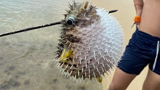 Vlog Catch N Cook Puffer fish On Beach [upl. by Demahom]