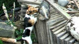 Jack Russell Terrier attacks badger Dave van dog [upl. by Airrej]