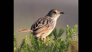 Grey backed Cisticola call [upl. by Nigem722]