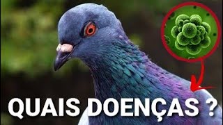 Doenças de Pombo e Infestações [upl. by Eelirak]