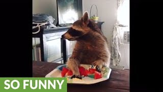 Compilation of pet raccoons snack time [upl. by Wallace]