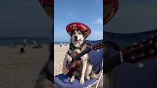 Beach dog plays the guitar [upl. by Fan342]