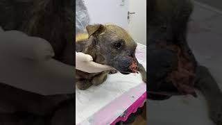 With A Nose That Has Been Ripped Clean Off His Face Sickly Pup Needs URGENT Help STORY BELOW [upl. by Hallagan982]