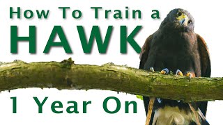 HOW TO TRAIN A HAWK first year  Flying a Hawk  how to train a Bird of Prey [upl. by Acinet]