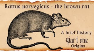 Rattus norvegicus A Brief History Part I [upl. by Ylrad574]