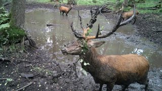 Hirsche in der Suhle Deer at school [upl. by Shel258]