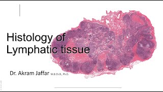 Histology of the lymphatic system [upl. by Uria713]