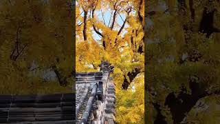 天下银杏第一树，秋日里的金色传奇。The top ginkgo tree in the world the golden legend in autumnRizhao [upl. by Antonella]