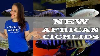 NEW FISH AFRICAN CICHLID SHIPMENT  LAKE MALAWI amp TANGANYIKA [upl. by Ailime583]