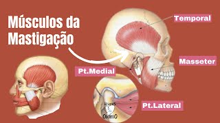 MÚSCULOS DA MASTIGAÇÃO  RESUMOS DE ODONTO [upl. by Horwitz]