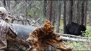 Bear killed with Blowgun [upl. by Allistir]