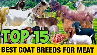 15 BEST GOAT BREEDS FOR MEAT  GOAT FARMING IDEAS [upl. by Woodward]