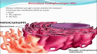 les organites cellulaires [upl. by Champagne]