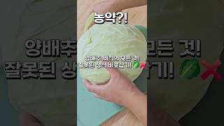 양배추 세척의 모든 것 잘못된 상식 바로잡기 🥬❌ [upl. by Ollehcram881]