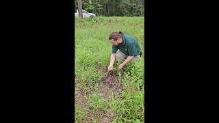 Fort Worth Zoo releases 75 snakes into the wild [upl. by Abner989]