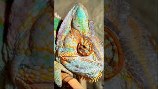 How a Chameleon Changes Colors  The Colorful World of Chameleons [upl. by Yauqaj753]