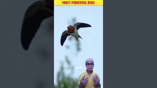 Most Powerful🐦Bird🐦Ababeel💓Short religion birds amazingfacts kabah youtubeshort islamicshorts [upl. by Asle]