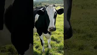 Vacas Lecheras Cómo Hacer de tu Granja un Negocio Rentable paso a paso [upl. by Ruamaj]