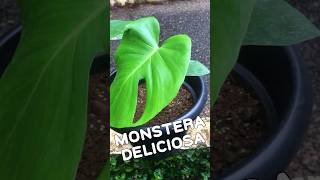 First fenestrated leavesmonsteradeliciosa houseplantsmonstera fenestration growth newRemix [upl. by Janaye493]