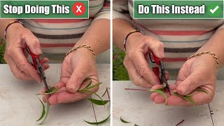 5 Propagation Mistakes I See amp How To Propagate Successfully [upl. by Shyamal]