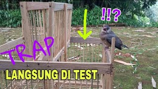 Membuat pikat burung pake kandang perangkap TRAP BIRD dua pintu jebakan untuk ciblek pleci dll [upl. by Blatman]