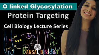 O Linked GlycosylationGolgi ApparatusProtein TargetingCell BiologyUnit IILife ScienceCsirnet [upl. by Aronal599]