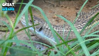 Great Plated Lizard [upl. by Ardnasal]