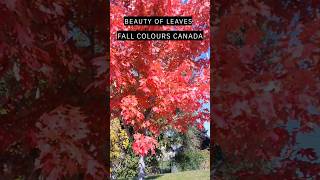 Beautiful Fall Colours Canada 🇨🇦 😍 रंग बदलते पौधे shorts fallcolours Canada like [upl. by Vincelette]