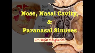 Nose Nasal Cavity and Paranasal Sinuses [upl. by Simmie566]