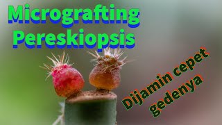 Grafting Kaktus Gymnocalycium Menggunakan Pereskiopsis Pertumbuhan Bakal Ngebut [upl. by Ari88]