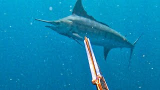 🇻🇨 Travel amp Spearfishing Giant Marlin St Vincent [upl. by Chris927]