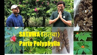 Benefits of Paris Polyphylla Satuwa सतुवाको महत्वहरु Piles Ulcer Flu Fever Snake bite SATUWA [upl. by Antoni]