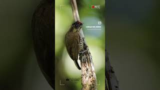 🇧🇷 Picapauzinho barrado Picumnus cirratus 🎥 mlnaturephotos birds nature birdwatching [upl. by Ardnuhs]