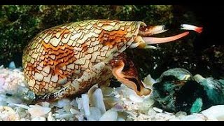 THE MARBEL CONE SNAIL [upl. by Maynord95]