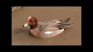 Eurasian Wigeon 2 [upl. by Anibur]