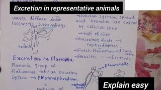 Excretion in representative animalsExcretion in hydraExcretion in PlanariaClass 12Biology [upl. by Enitsirc719]