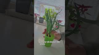 The fastest way to grow Onions from bulbs [upl. by Rimisac701]