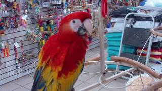 Baby Macaws [upl. by Ahsitruc]