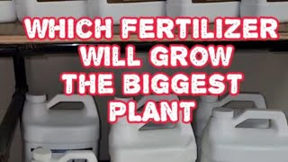 3 fertilizers ill be comparing FOOP CURRENT CULTURE H20 AND KING SOLOMAN [upl. by Eerok960]